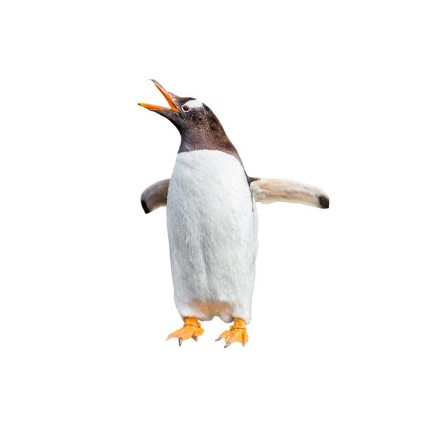 在阿根廷乌斯怀亚附近的巴塔哥尼亚比格尔海峡，巴布亚企鹅被隔离在白色背景下，特写，细节图片下载