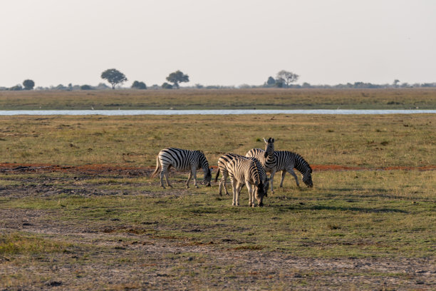 非洲博茨瓦纳丘比河湿地上的长颈鹿、斑马和羚羊图片下载