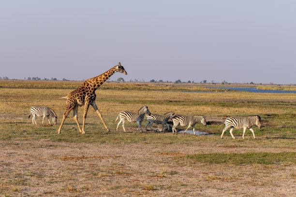 非洲博茨瓦纳丘比河湿地上的长颈鹿、斑马和羚羊图片下载