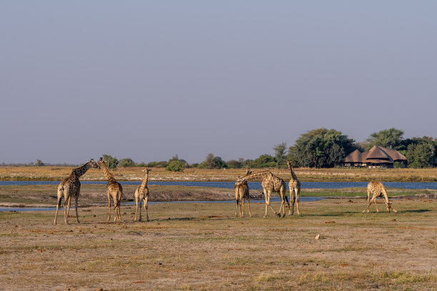 非洲博茨瓦纳丘比河湿地上的长颈鹿、斑马和羚羊图片下载