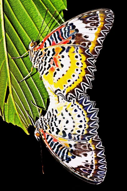 交配蝴蝶-花豹草蛉图片下载