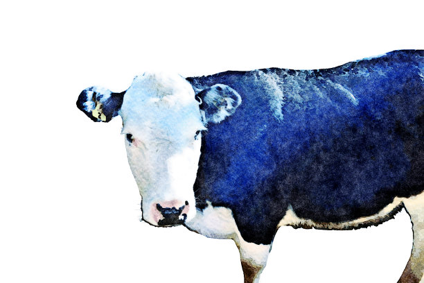 一头牛的水彩画图片下载