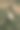 啤酒花生长在丝网印刷块印刷风格图形图片下载