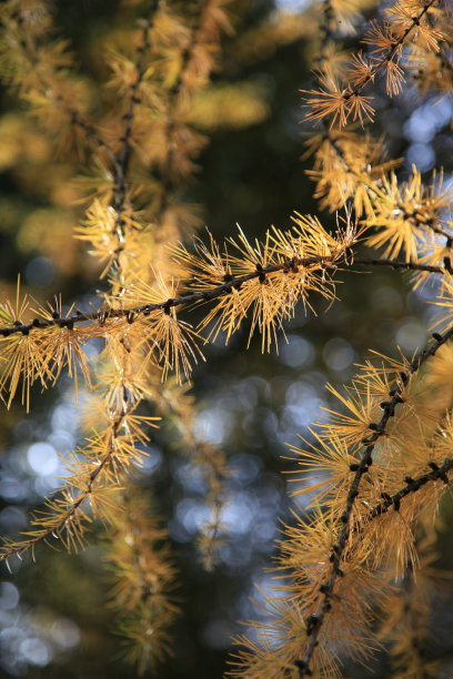 秋天颜色的落叶松(西方落叶松)图片下载