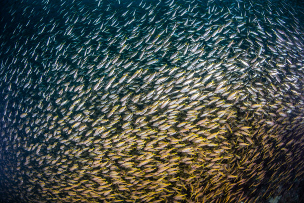 背景是一大群鱼图片下载