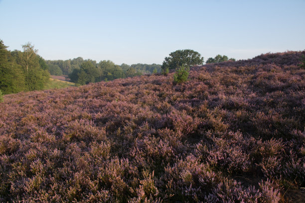 日出雾希斯图片下载