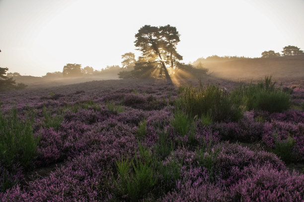 日出雾希斯图片下载