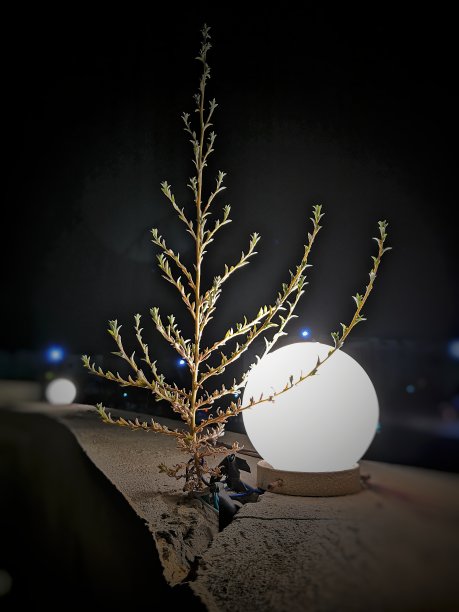 小树在墙上找到了一条生长的路径图片下载