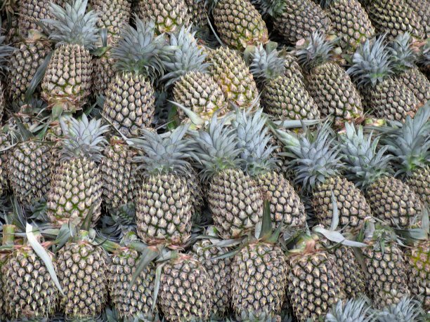 菠萝，凤梨科凤梨属图片下载