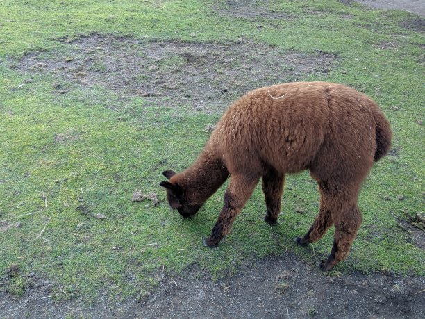 叫做饮食图片下载