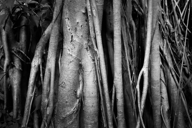 树根在黑色和白色的风格图片下载