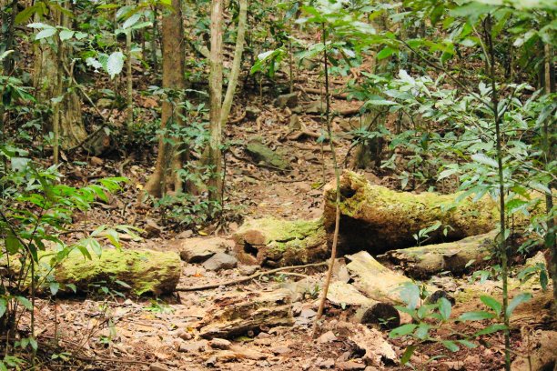 雨林中倒下的树图片下载