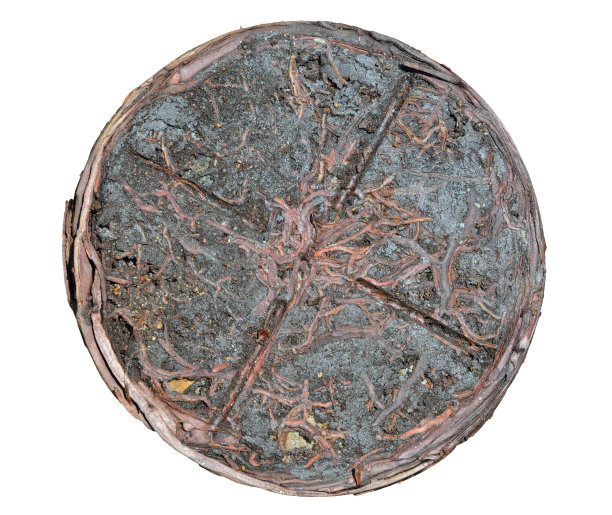 植物的根7图片下载