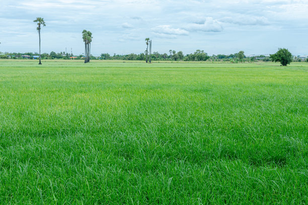 稻田是一片被水淹没的耕地，用于种植半水生水稻。这是美丽的稻田景色。在东南亚拍摄的照片。这是一张宁静而清新的照片。图片下载