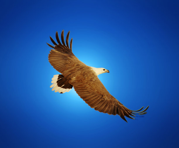 白腹海鹰图片下载