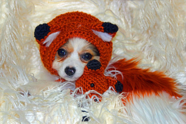 蝴蝶犬小狗，红白相间，玩盛装打扮图片下载