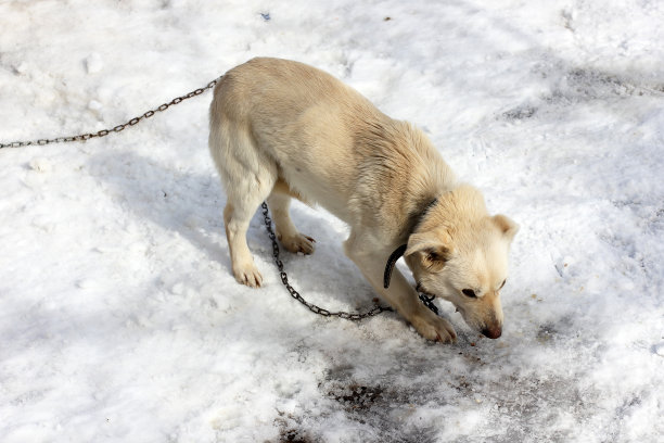 院子里的白狗。狗图片下载
