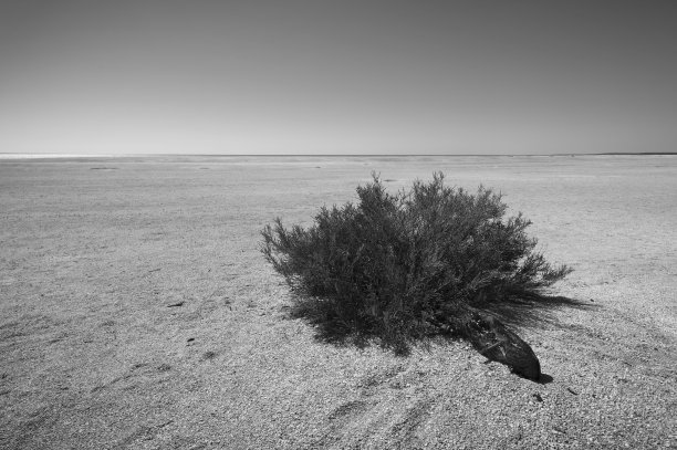 沙漠中的灌木-黑色和白色图片下载