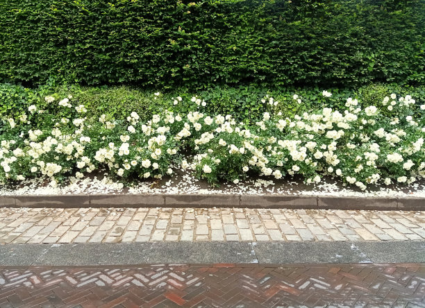 玫瑰篱笆设计美观图片下载