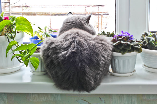 窗台上的猫。猫的后视图图片下载