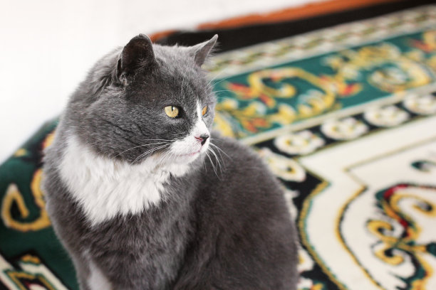 灰色的猫。猫在房子里图片下载