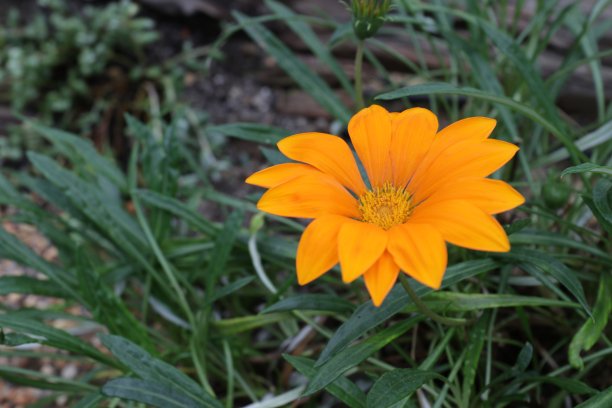 近距离观察花园里的一株黄色雏菊图片下载