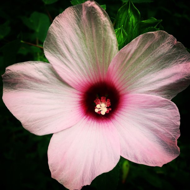 野芙蓉图片下载