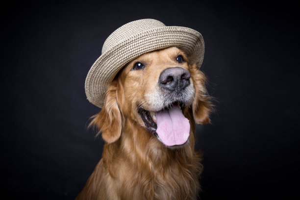 金毛寻回犬画像与草帽图片下载