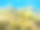 绿色海藻在热带海岸水下的照片。珊瑚礁上蓬松的海生植物。浮游植物的海底。图片下载