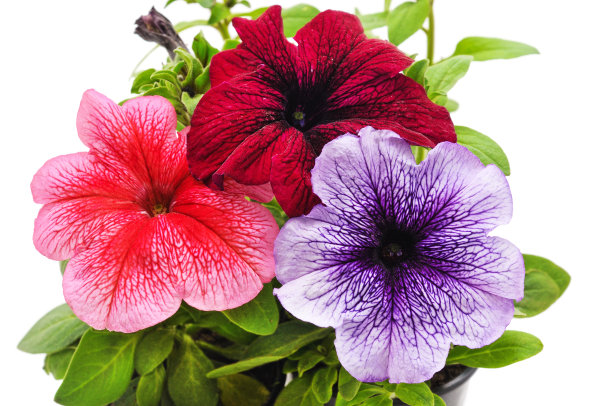 五颜六色的矮牵牛花在花盆里。图片下载