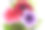 五颜六色的矮牵牛花在花盆里。图片下载