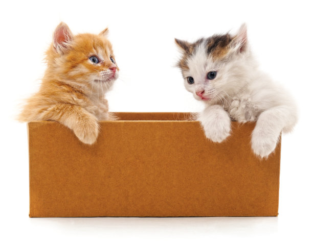 盒子里的小猫。图片下载