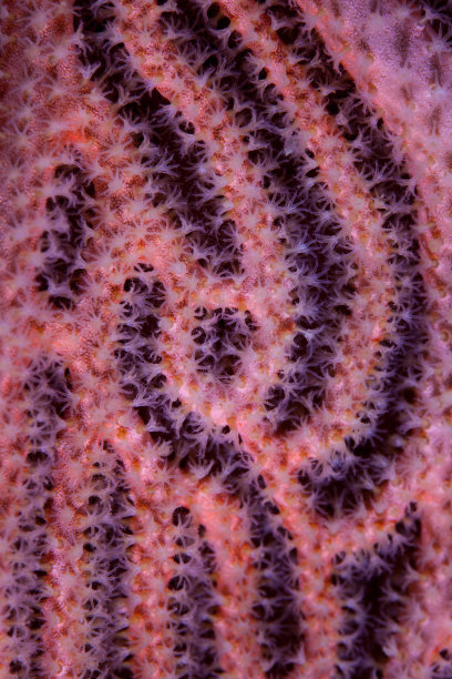 印度尼西亚海扇珊瑚虫的详细资料图片下载