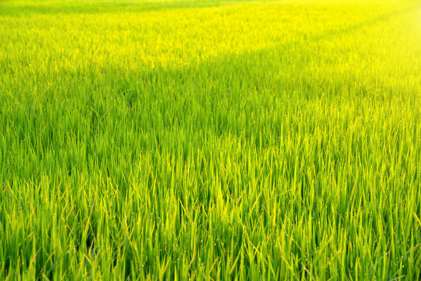 泰国Prathumthani的Jatiluwih梯田上种植的水稻。图片下载