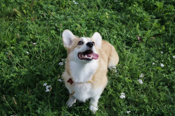 威尔士科基犬彭布罗克图片下载