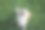 威尔士科基犬彭布罗克图片下载