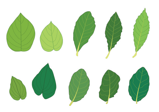 绿叶新鲜，抽象分离图片下载