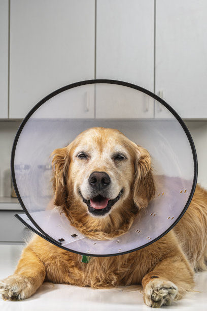 金毛猎犬戴着“耻辱锥”电子项圈在兽医办公室图片下载