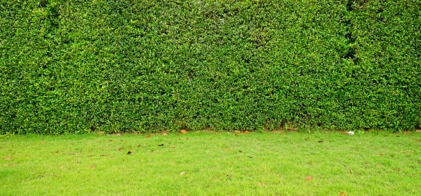 背景由小绿叶组成图片下载