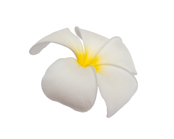 白色鸡蛋花花孤立在白色背景上。剪切路径。图片下载