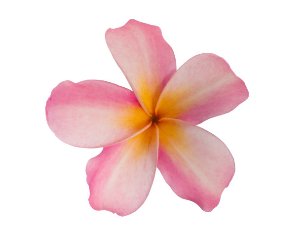 粉红色鸡蛋花，孤立在白色背景上。剪切路径。图片下载