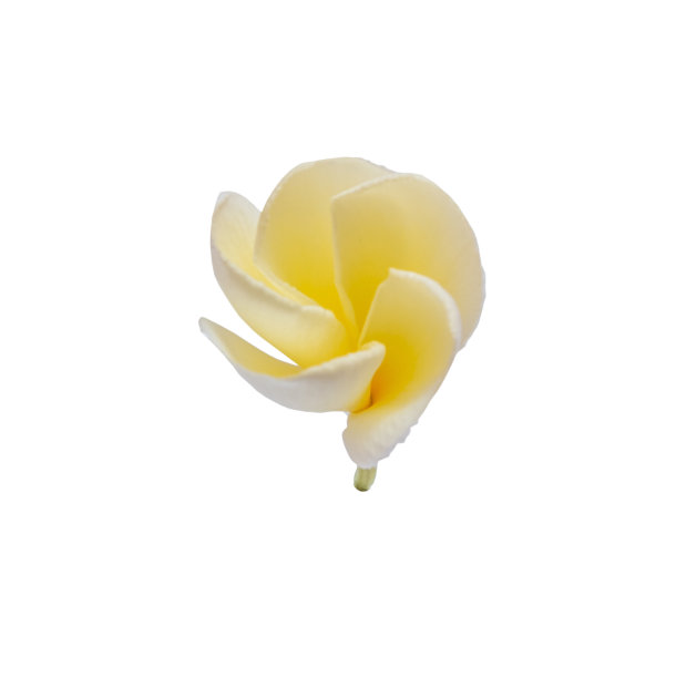 白色鸡蛋花花孤立在白色背景上。剪切路径。图片下载