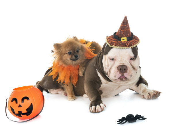 美国男性恶霸图片下载