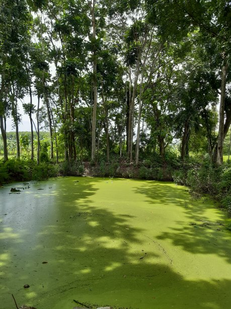 图片的池塘水库花园和它的环境在印度西孟加拉的村庄图片下载