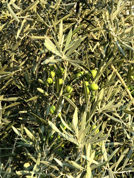 橄榄在树图片下载