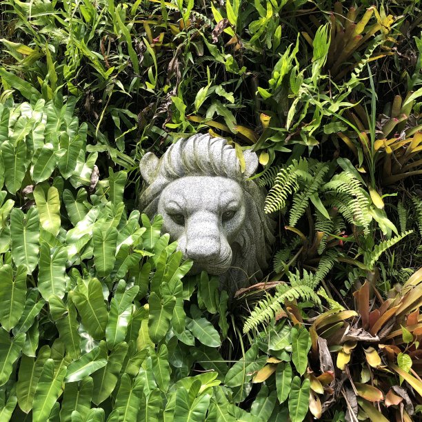 森林里的石狮图片下载