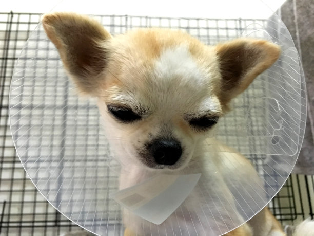 生病的吉娃娃小狗坐着，戴着塑料漏斗项圈。图片下载