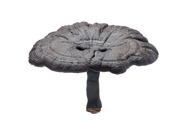 干灵芝蘑菇图片下载