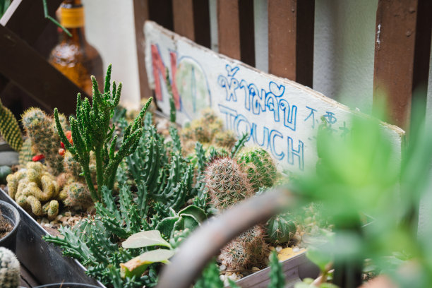 小森林。图片下载