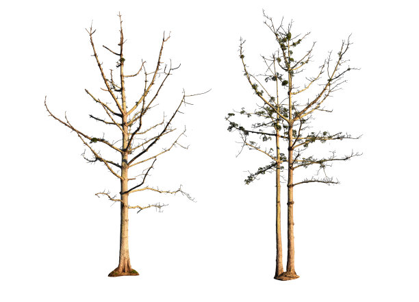 在白色背景上没有叶子的树。剪切路径。图片下载